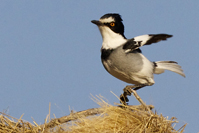 Lanioturdus torquatus